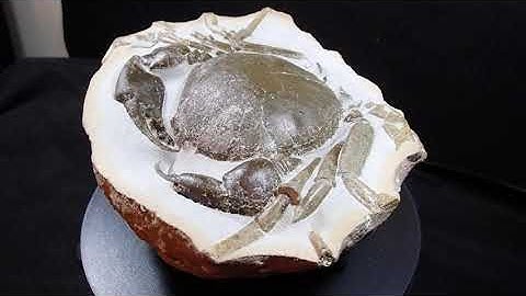 Prepping a Huge Knarly Crab Concretion!!!