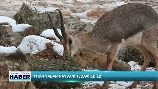 11 Bin Yaban Hayvanı Tedavi Edildi