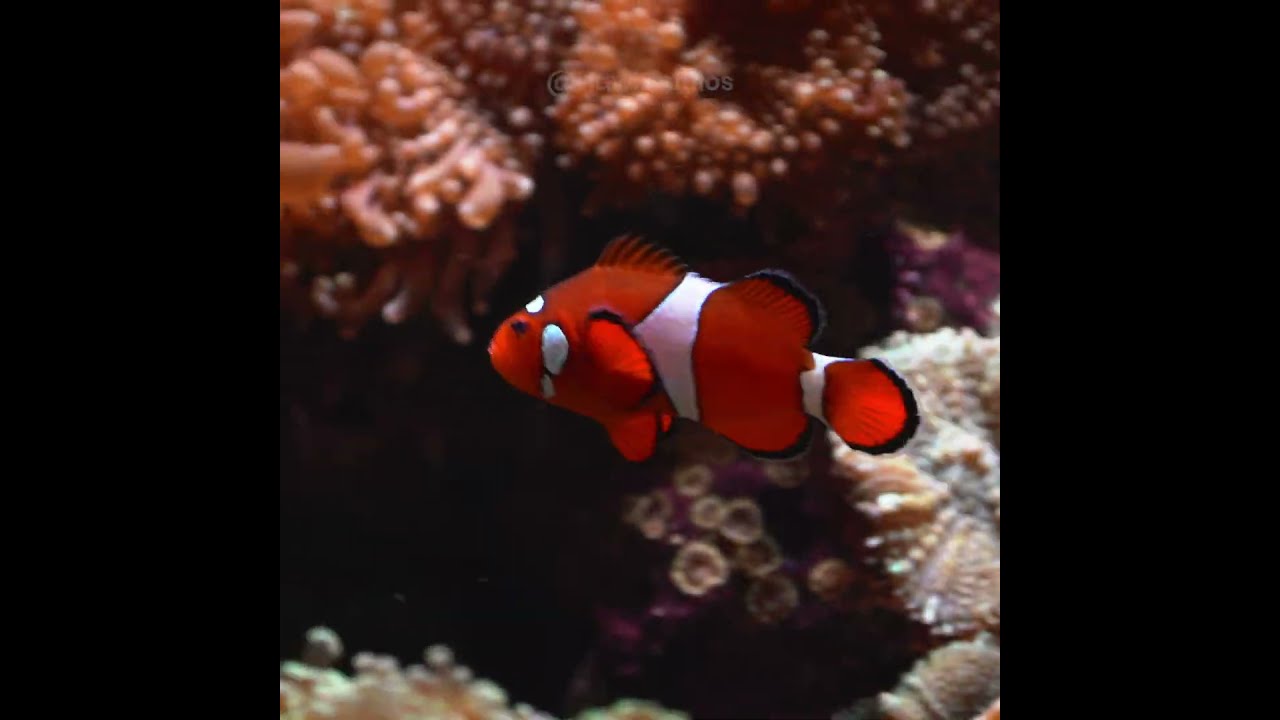 Small Clownfish Swimming Nature Underwater Fish 