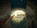Albino gray wolf! (Gold Rating) #callofthewildgameplay