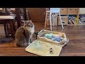 離れた隙に荷造りチェックをする猫　ノルウェージャンフォレストキャットA cat checking the packing. Norwegian Forest Cat.