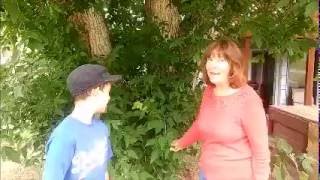 How to Identify the Box Elder Tree – Acer negundo - Colorado Botany