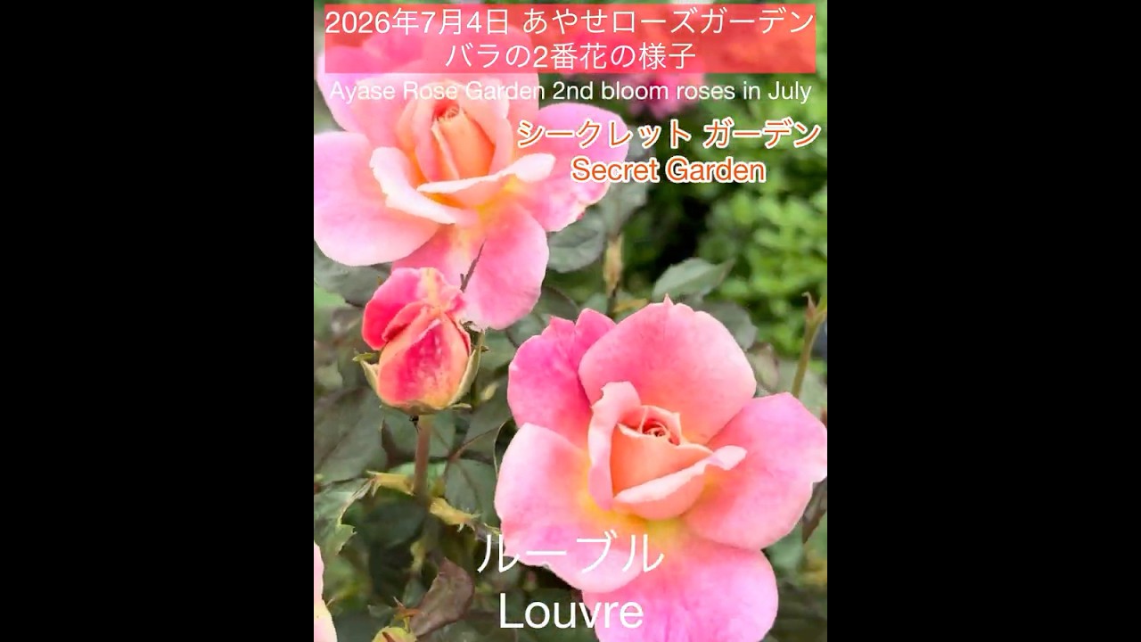July 4, 2026 Ayase Rose Garden: Second Flush Roses] Louvre and