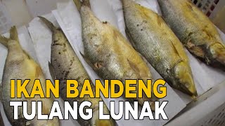 Ikan bandeng dengan duri lunak ini aman dimakan dan lezat | SISI LAIN