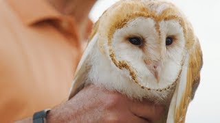 Research Undergraduate Experiences with Barn and Burrowing Owls