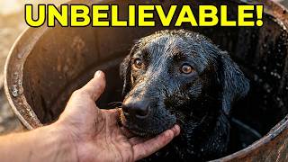 When Rescuers Found This Helpless Dog, She’d Been Stuck In Tar For So Long She Was Almost Solid