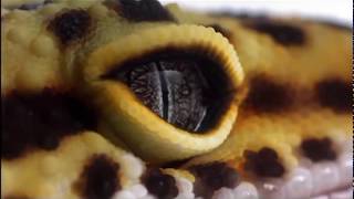 Amazing Evolution of Eyes (Nature Documentary new) HD