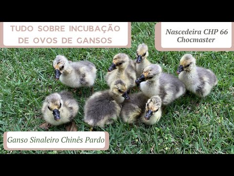 Vídeo: 3 maneiras de chocar ovos de ganso