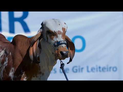 Lote 19 - ABGL 179