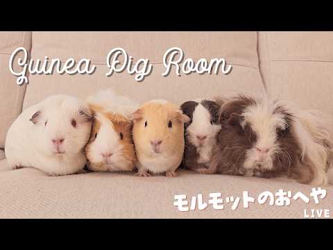 モルモット部屋配信 Guinea pig room live 🐹【ライブカメラ】