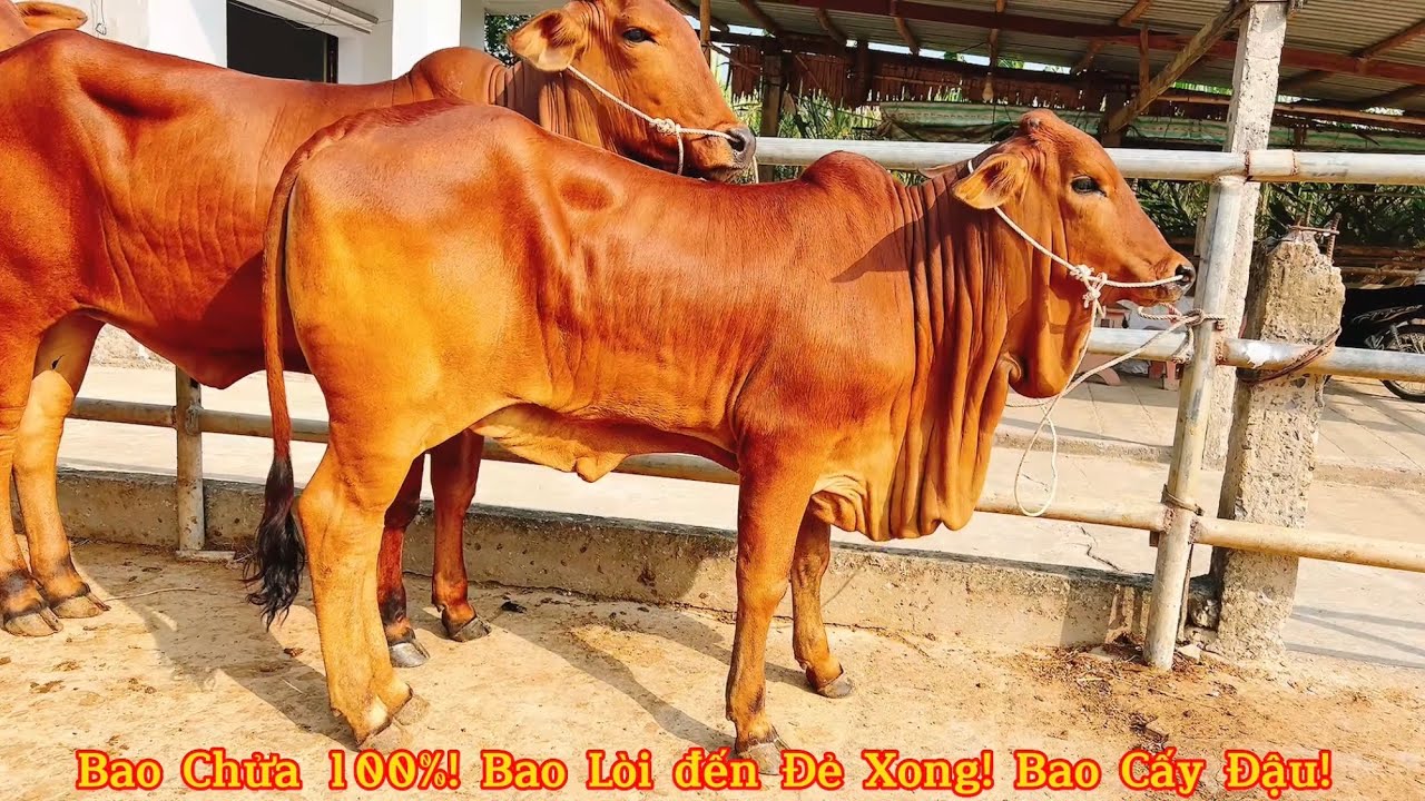 27/2/2023 Về Lô Bò Cái SiN ĐỘC ĐỘ, Giá chỉ 17 triệu! THANH HẢI 0948002801 Tân Hiệp,Trà Cú,Trà Vinh