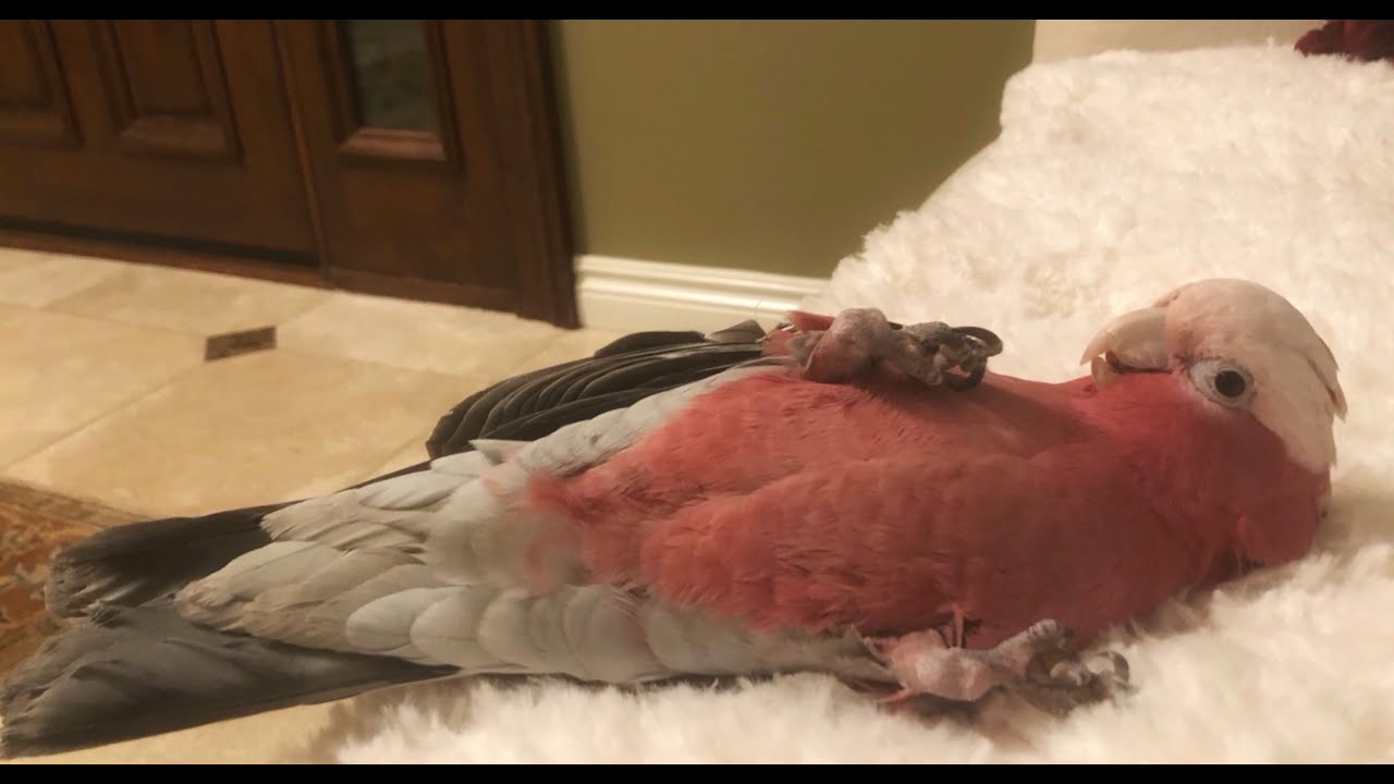 Herbie's Morning Galah Scream, Flight, Talk, Whistle, Flip, Sing and
