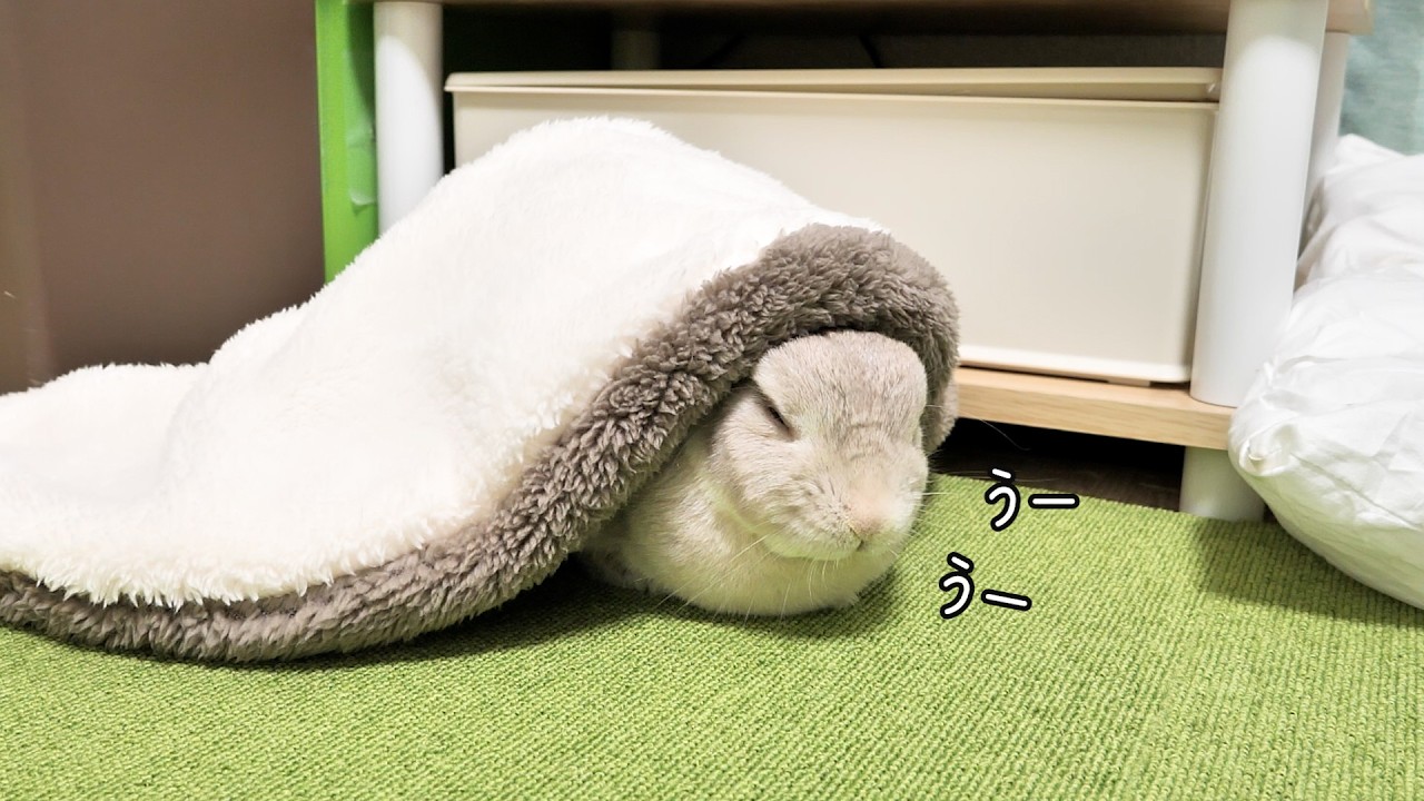 ブランケット被ったら気持ちよくなって声がもれちゃうウサギさんが