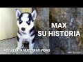 Max, su historia desde cachorro. Así llegó a nuestras vidas || Max the Husky el perro que habla