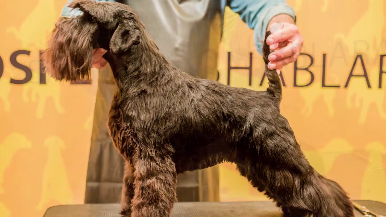 Trailer Peluquería Canina Arreglo a stripping de Schnauzer Miniatura