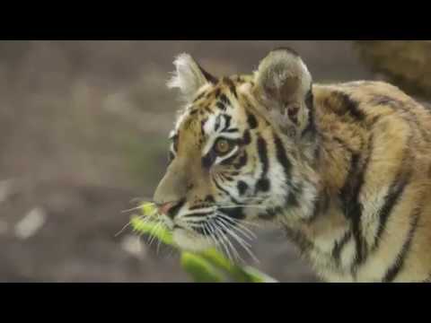 Tiger Cubs Moka Rakan