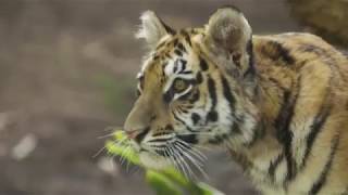 Tiger Cubs Moka & Rakan