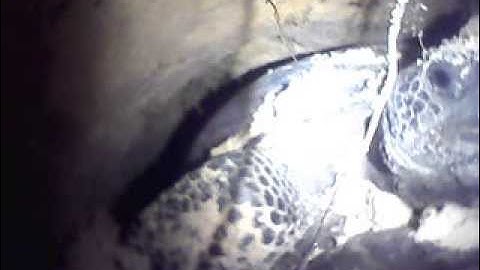 Gopher Tortoise In Its Burrow