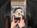 毎秒可愛すぎる犬、ベロ出てるよ💕　#犬　#いぬ　#可愛い犬　#かわいい　#マルチーズ