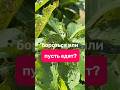 Армия насекомых пасется в саду, жруны всех мастей! Есть новички, которых сразу и не распознаешь
