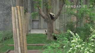 pandapia 20140423_月亮産房_雅二 大嬌_雅二和大嬌在樹下玩兒...