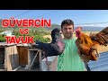 Güvercin vs Tavuk Kral Güvercini Dünyanın En Küçük Horozuna Karşı