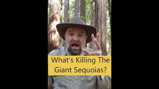 What's Killing The Giant Sequoias?!