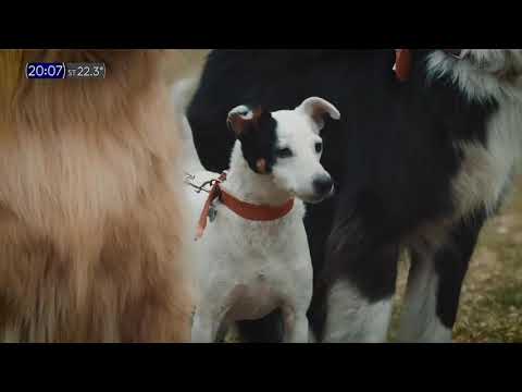 Publicidad RAZA (Alimento para perros) (Soledad Pastorutti) (Argentina - Octubre 2020)