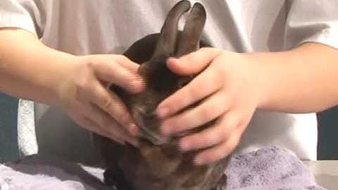 4-H Rabbit Showmanship Example 1