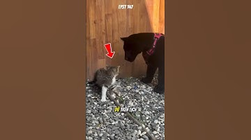 Mèo con dũng cảm đối đầu Sư Tử Đen to lớn. #dongvat