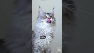 ✨ How To Train Your Cat? | Cat Facts | Cute Maine Coon Cats