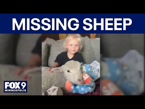 Searching for Gwen: Shakopee family loses pet sheep - YouTube