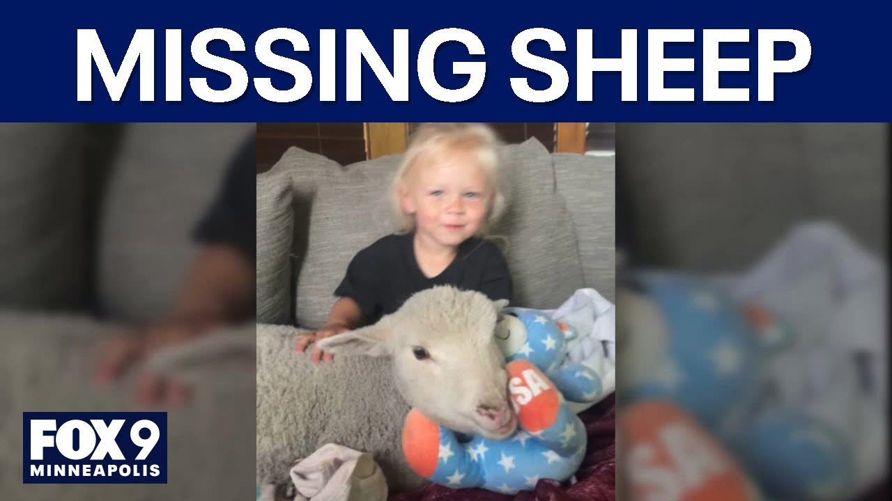 Searching for Gwen: Shakopee family loses pet sheep
