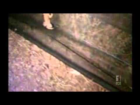 New strategy found to fend off cane toads