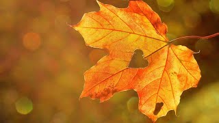 Art Mensis, September   -   emotional relaxing piano music for the month of September