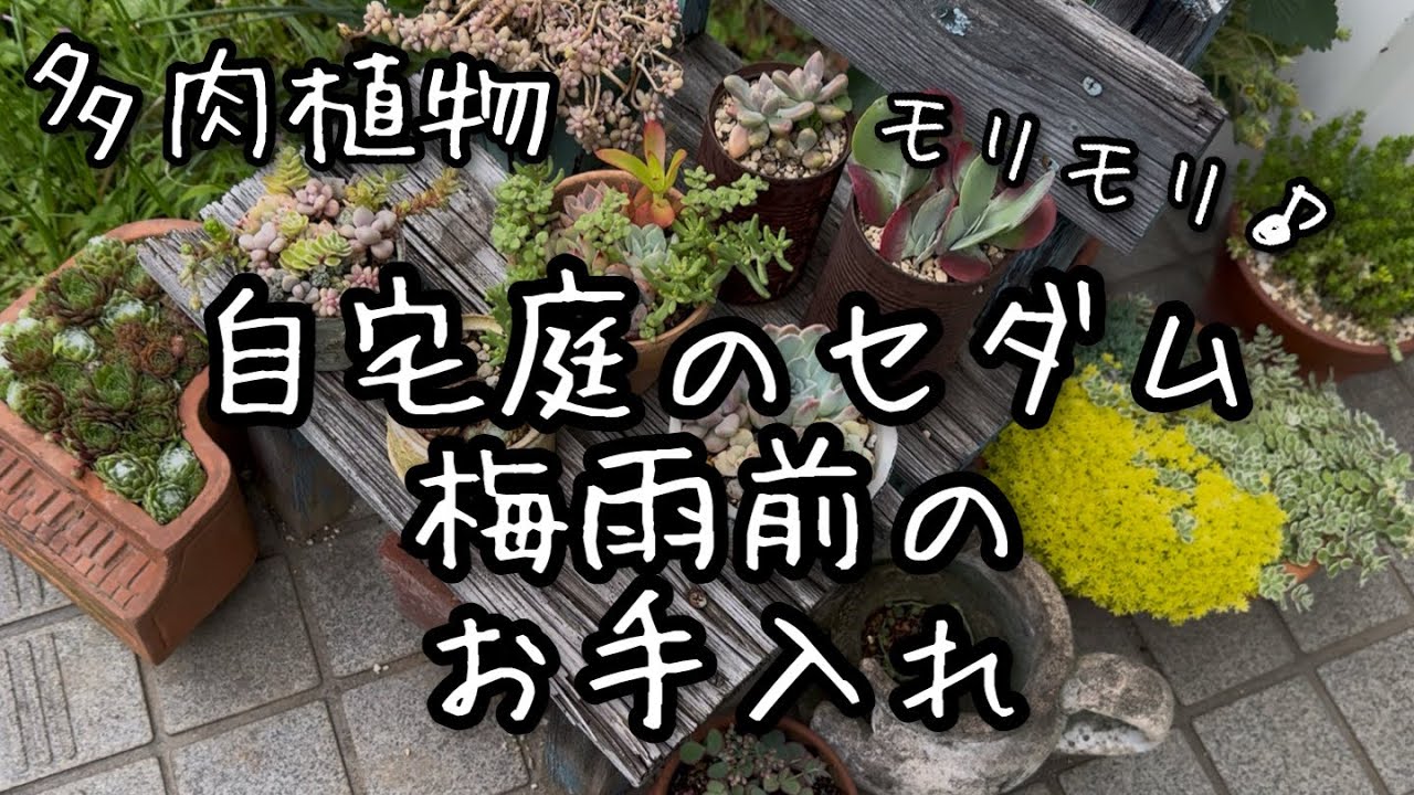 【多肉植物】梅雨前に！セダムのお手入れと増やし方