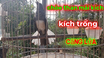 Chòe than mồi || KÍCH CHIM RỪNG VỀ ĐẤU || HUÝT - CHẸP - CHẸP || RÍT - KHÈ //ÂM CHUẨN NHẤT.p19.
