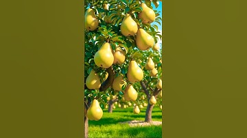 How to Graft a Pear Tree – Easy Method! 🍐