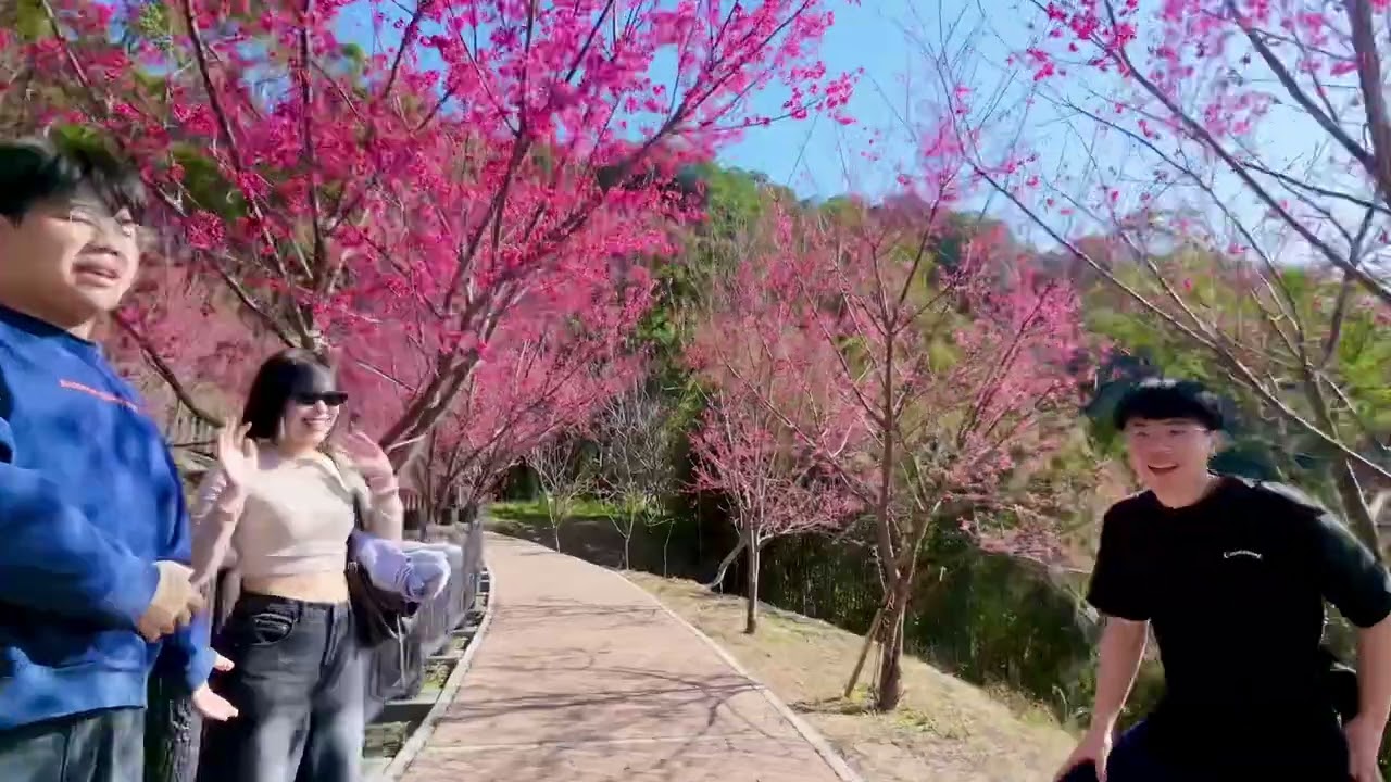 苗栗獅潭協雲宮櫻花