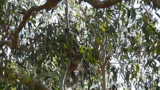 Zeus,Wild Male Koala, Bellowing. Have Your Sound On For This One