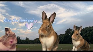 Bing the Lionhead rabbit s hopes for 2021