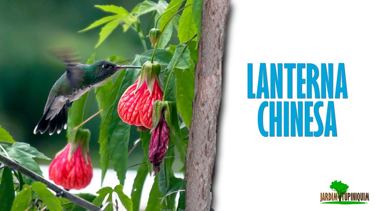 Lanterna-Chinesa bem brasileira!