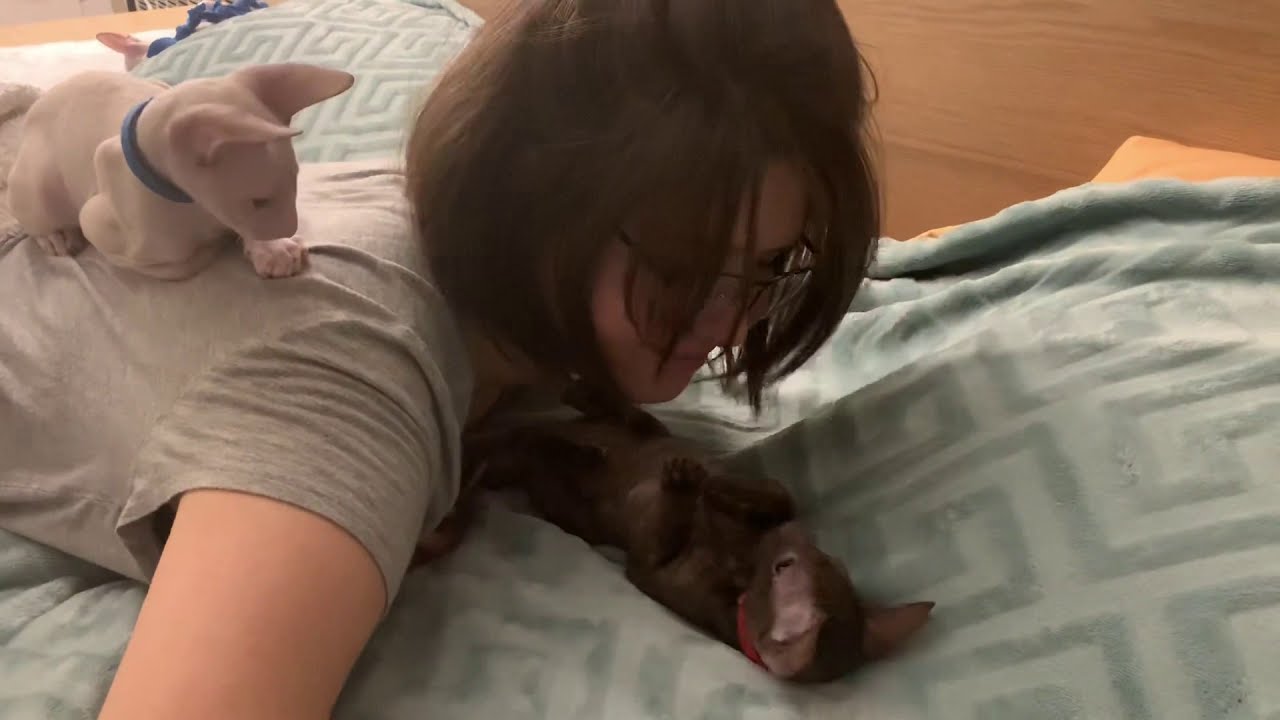 Tummy kisses for kitten.