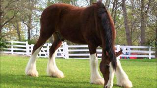 Animals Hd Wallpapers