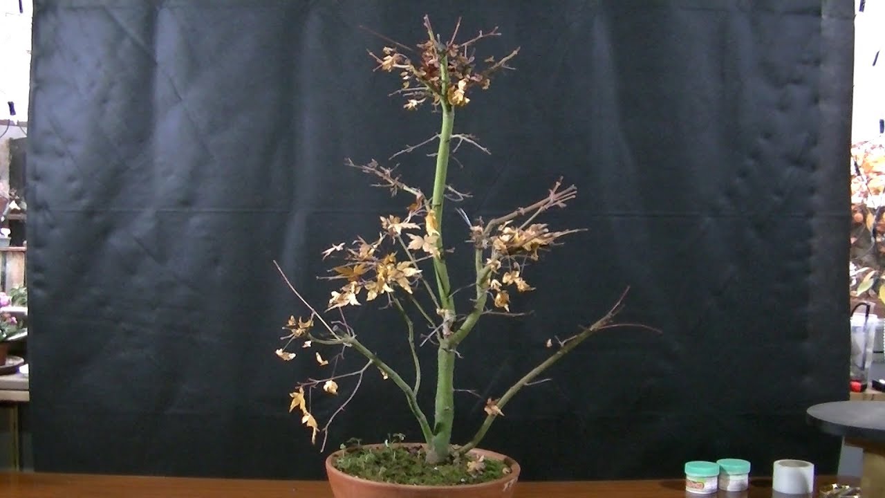 Клены (Клены). Зимняя обрезка