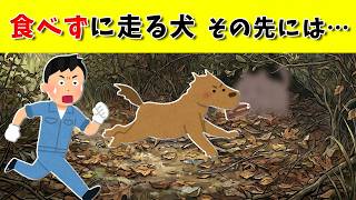 河原に現れた野良犬。その後を追うと、一匹の猫がいた　#犬と猫の絆 #感動する話 #保護犬