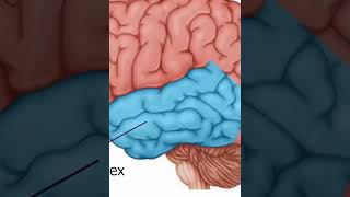 AI Maps Hidden Forces Shaping Cancer Survival Worldwide