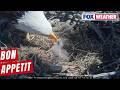Watch: Jackie And Shadow Feed Brand New Eaglets