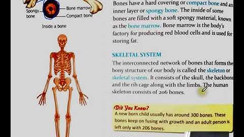 Class 5 EVS chapter 2 Bones And Muscles Part 1 |  Study with Agrim