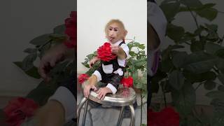 The Monkey Pinned A Rose To Its Chest.